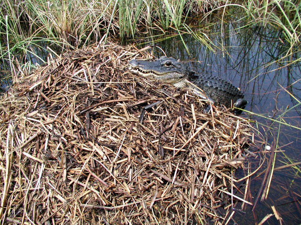 Alligator Nest (1), NPSPhoto