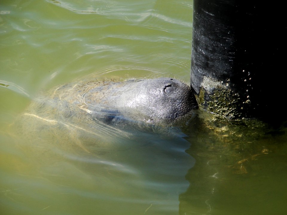 Manatee Flamingo Marina (3), NPSPhoto, A.Danneker 2009