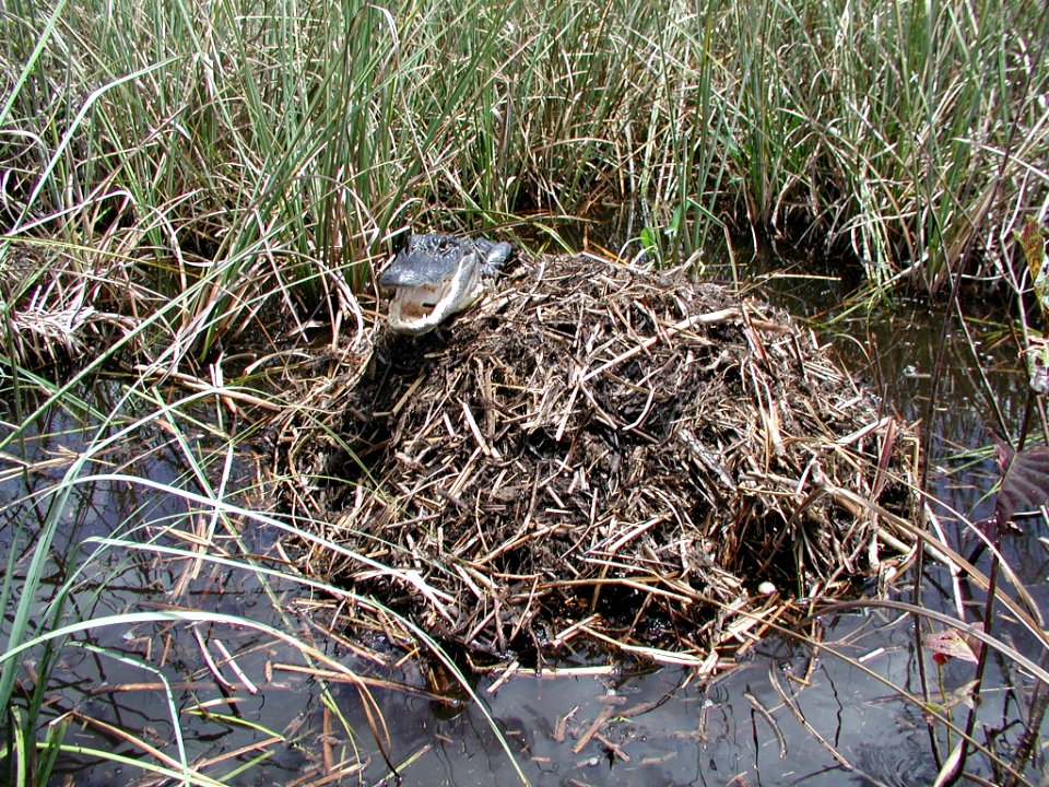 Alligator Research (3), NPSPhoto