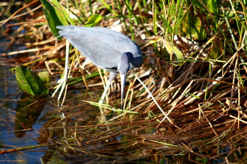 Little Blue Heron