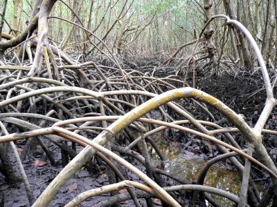 White Mangroves, NPSPhoto