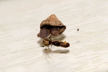 Comb-Clawed Spider 3067