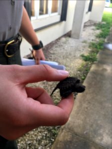 Park Ranger moving a juvenile snapping turtle out of a heavily trafficked area.