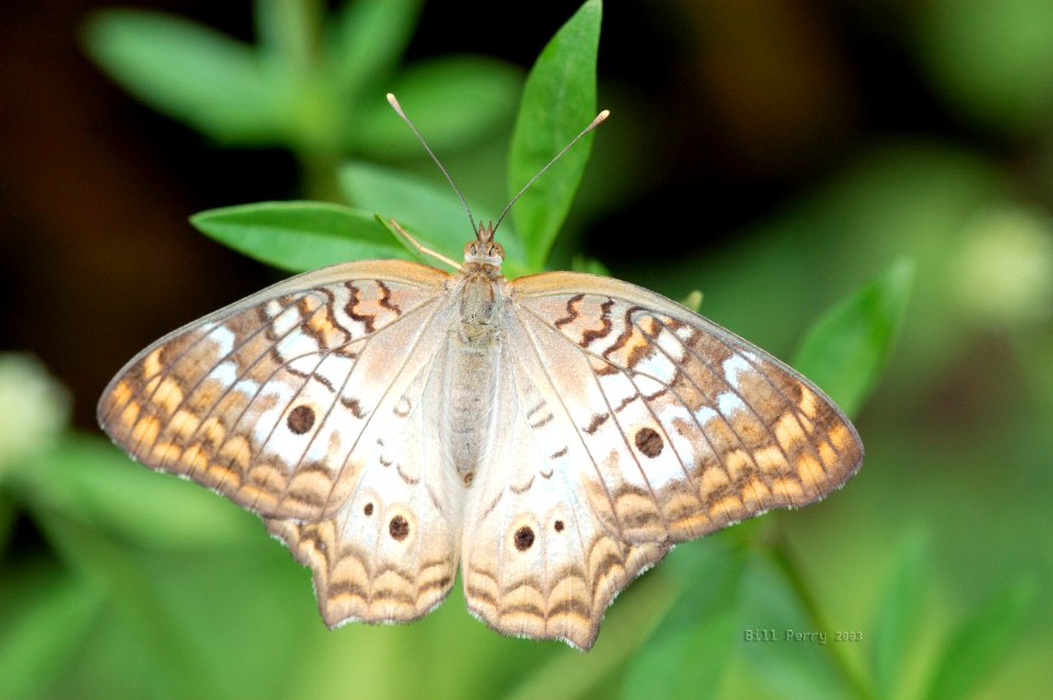 White Peacock, NPSPhoto, Bill Perry