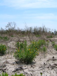 Blooms in Coastal Praire, NPSphoto