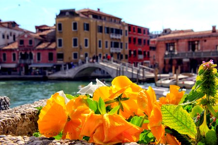 violette di primavera photo