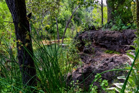 Fossil Springs