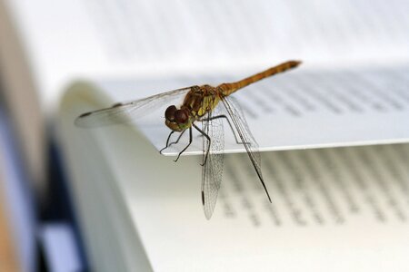 Insect macro book
