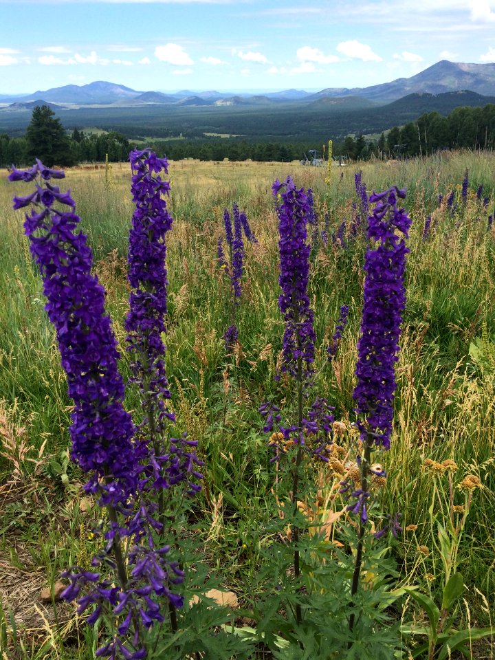 Wildflowers blooming at the Arizona Snowbowl