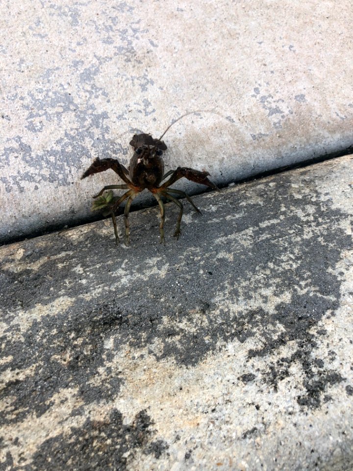 Crayfish at Shark Valley