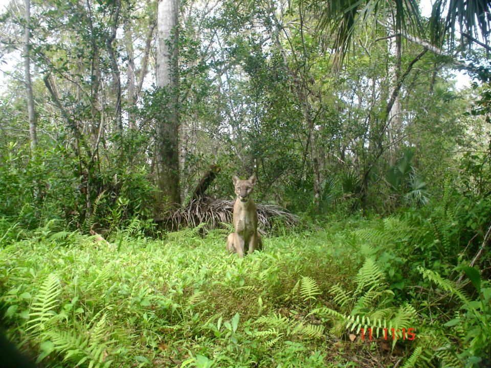 Adult Male Florida Panther in Fakahatchee Strand Preserve State Park 2006