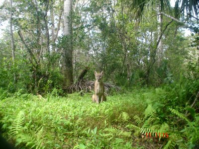 Adult Male Florida Panther in Fakahatchee Strand Preserve State Park 2006 photo