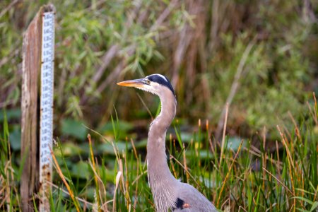 Great Blue Heron looking at water level gauge