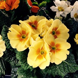 Easter yellow cowslip
