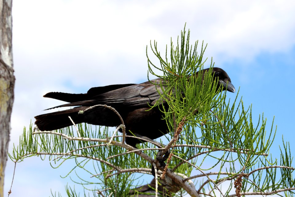 American Crow in Tree