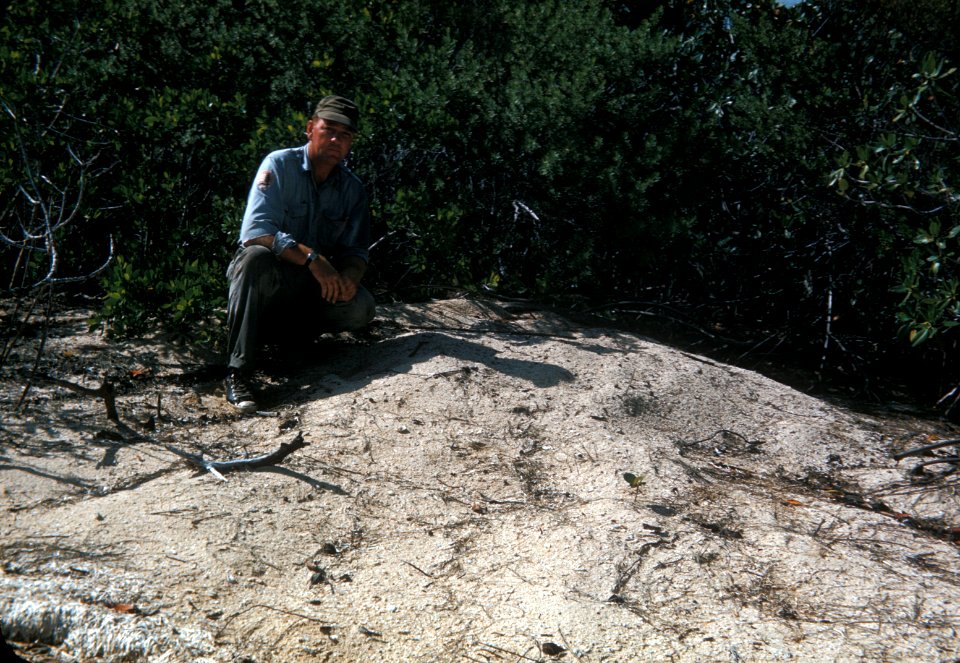 REP ranger with crocodile nest 776, NPSPhoto