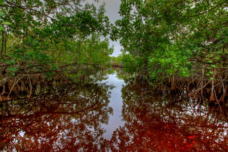 Mangrove water, NPSphoto, G.Gardner