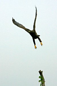 Bald Eagle- Immature (2), NPSPhoto, Glenn Gardner