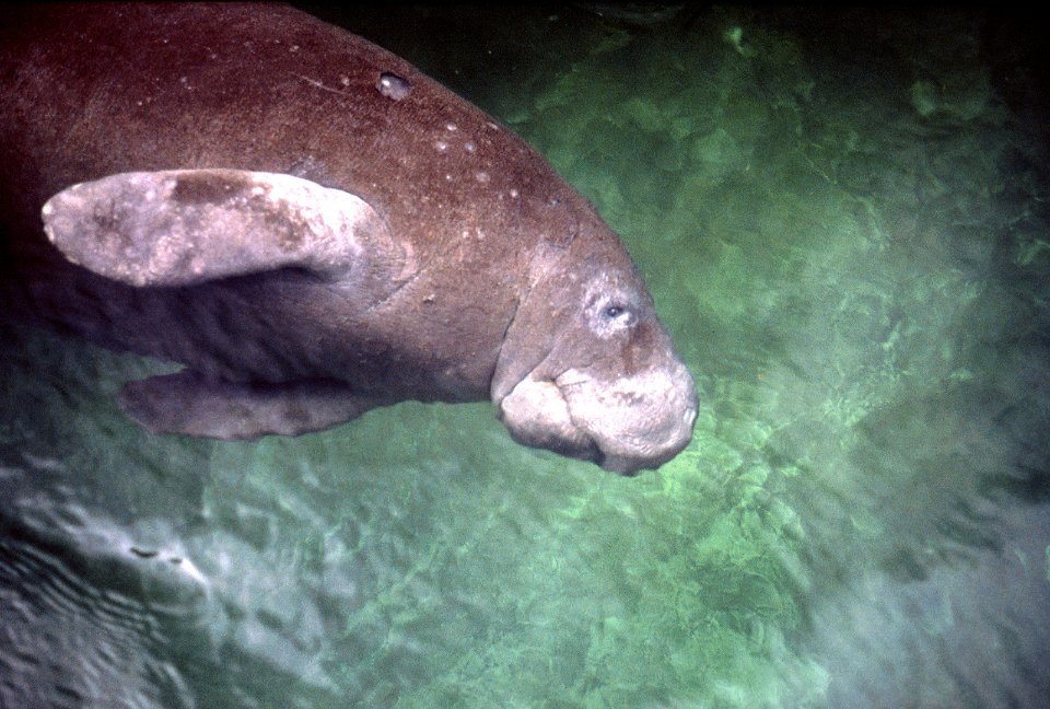 MAM Manatee, NPSPhoto