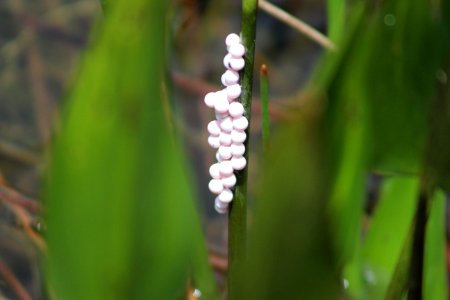 Florida Apple Snail Eggs
