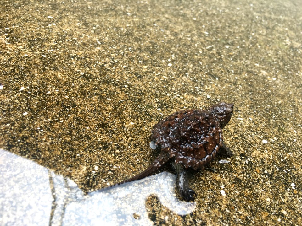Baby Snapping Turtle