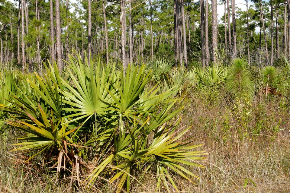 Saw Palmetto at Long Pine Key