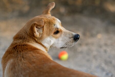 Animal dog playing cute