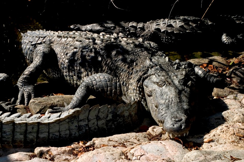 Crocodile Flamingo Marina, NPSPhoto, R. Cammauf (3)