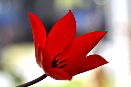 Bloom flower red photo