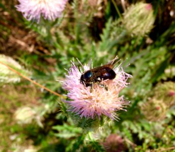 Carpenter Bee on Horrible Thistle