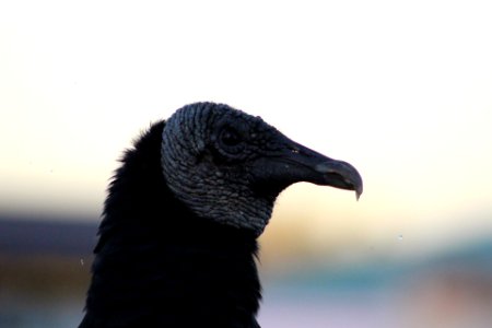 Black Vulture photo