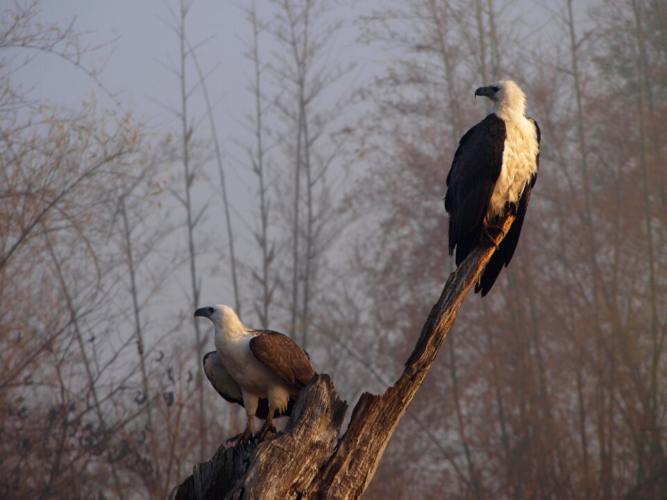 Nature background wildlife river