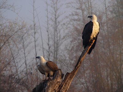 Nature background wildlife river