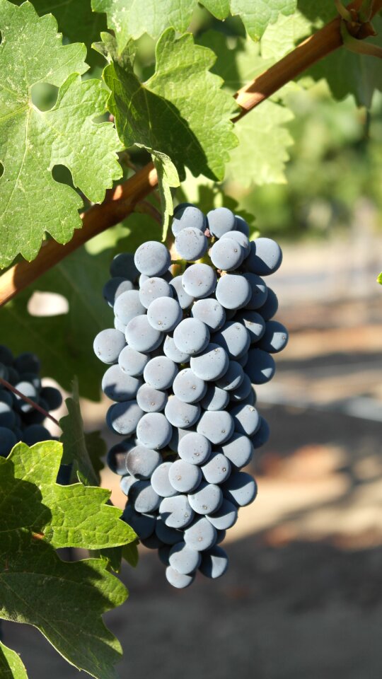 Grapes harvest sunshine