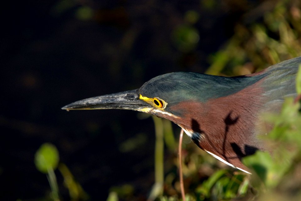 Green Heron (1), NPSPhoto, R. Cammauf