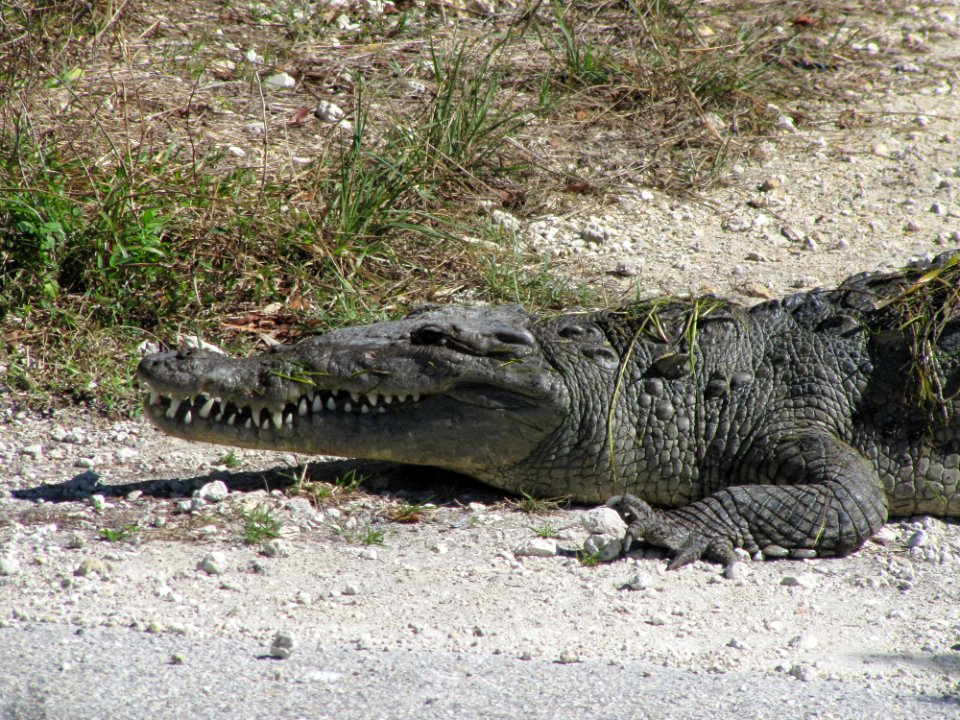 Croc on plug (1), NPSPhoto, SCotrell, 2011