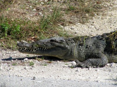 Croc on plug (1), NPSPhoto, SCotrell, 2011