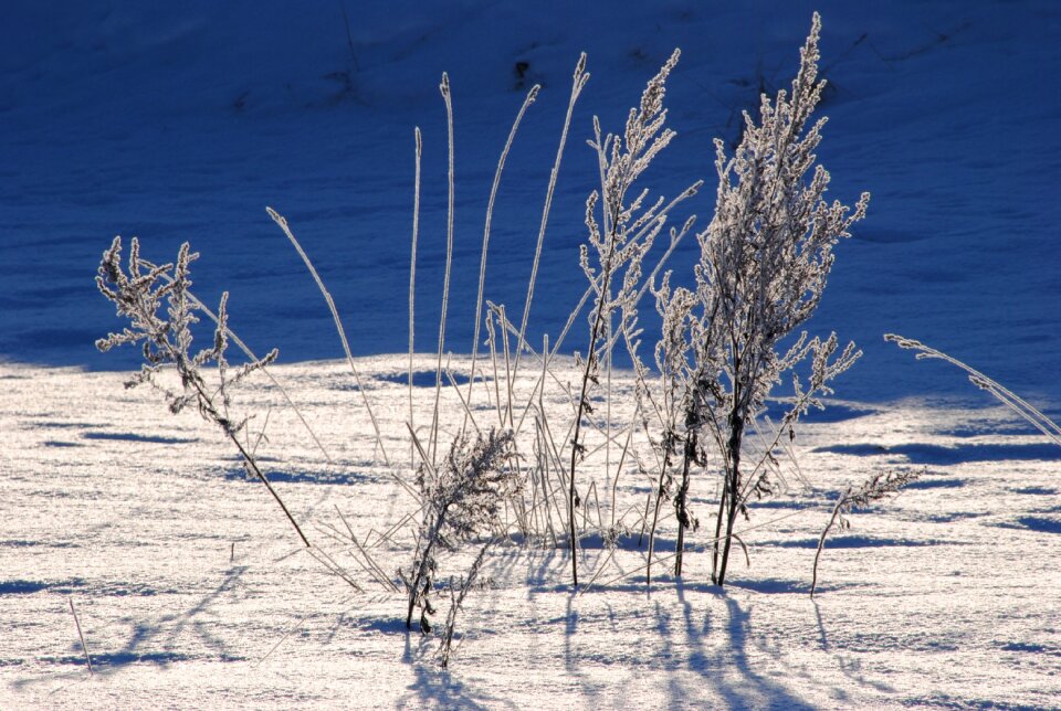 Snow cold winter