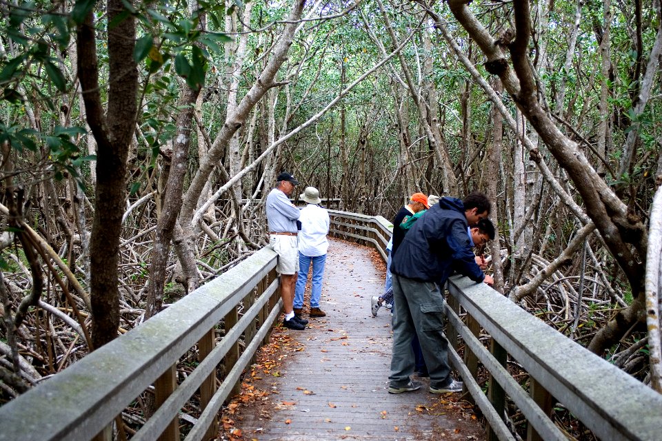 Bobcat Boardwalk, NPSphoto