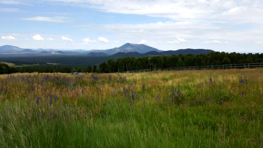 Wildflowers blooming at the Arizona Snowbowl