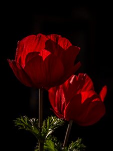 Bloom anemone red