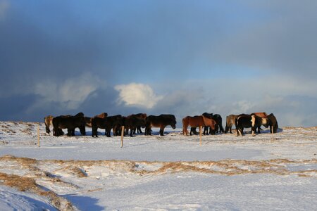 Ponies snow wide