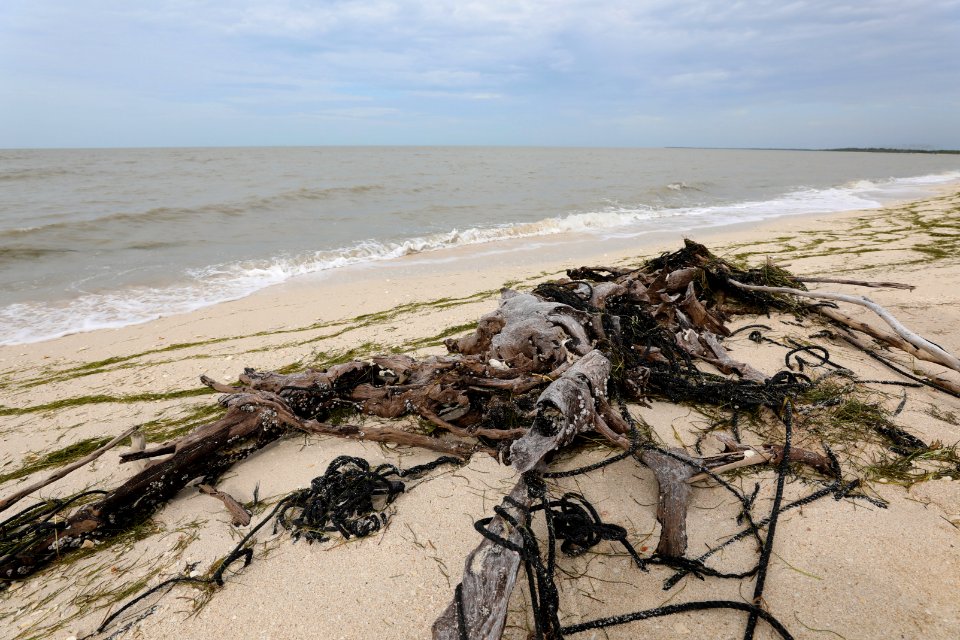 NPSPhoto M.Collier 2019 CS BeachClean LineInDriftwood