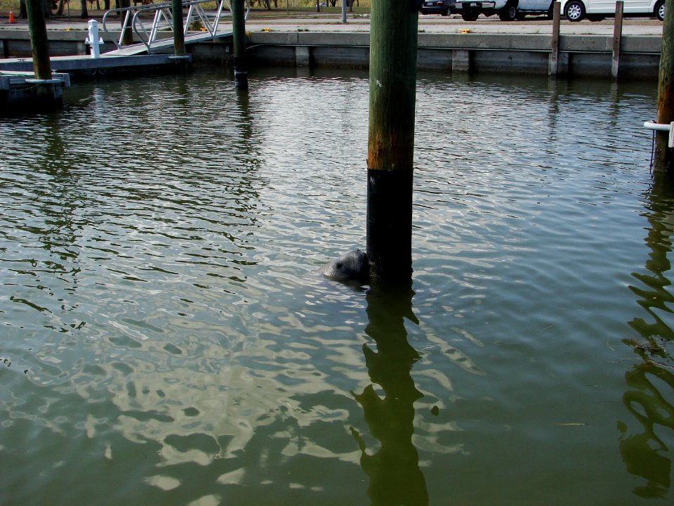 Manatee Flamingo Marina (6), NPSPhoto, A.Danneker 2009