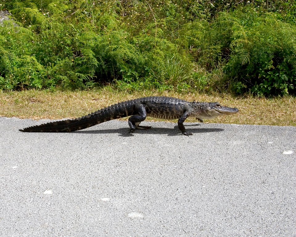 Alligator Walking, NPSPhoto, R. Cammauf