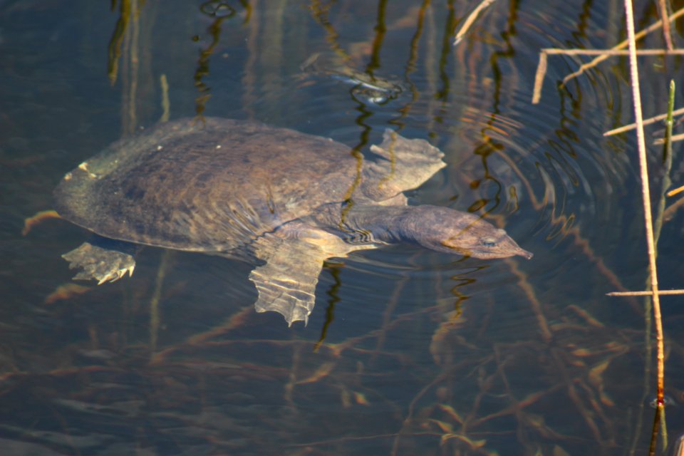 Soft-Shelled Turtle