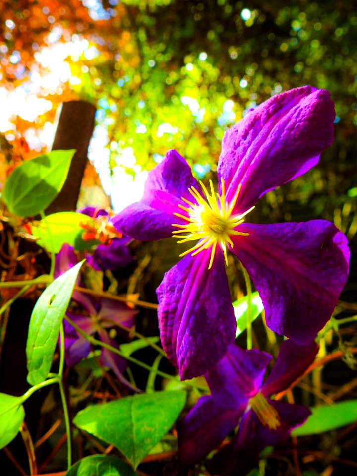 Backyard-Summer-18 Edit-4960
