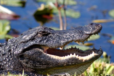 American Alligator Mouth Open photo
