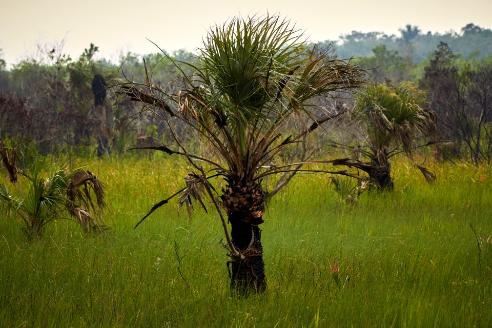 Burned cabbage palm