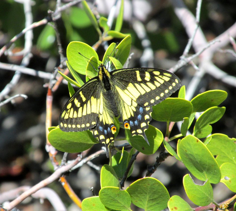Anise Swallowtail, Papilio zelicaon
